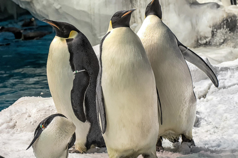 San Diego: ingresso sem fila para o parque SeaWorldIngresso de dois dias