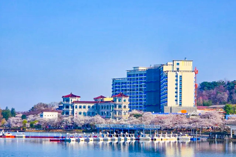 Busan: Spring Cherry Blossom & Gyeongju Highlights Day Tour
