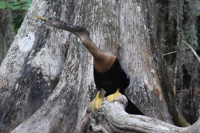 From Orlando: Wild Florida Kayak Tour on the Dora Canal