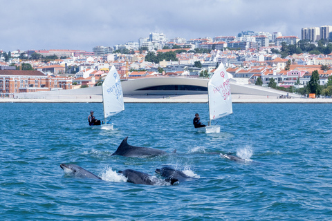 Lisbon: Dolphin Watching Boat Tour