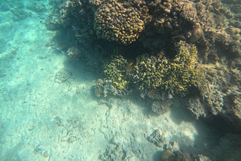 Hurghada: 4-Hour Dolphin Speedboat & Sea Scooter Snorkeling