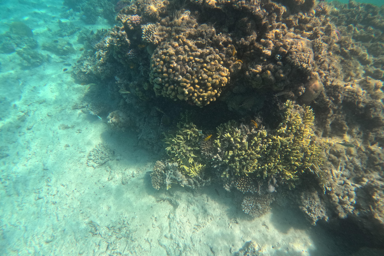 Hurghada: 4-Hour Dolphin Speedboat & Sea Scooter Snorkeling