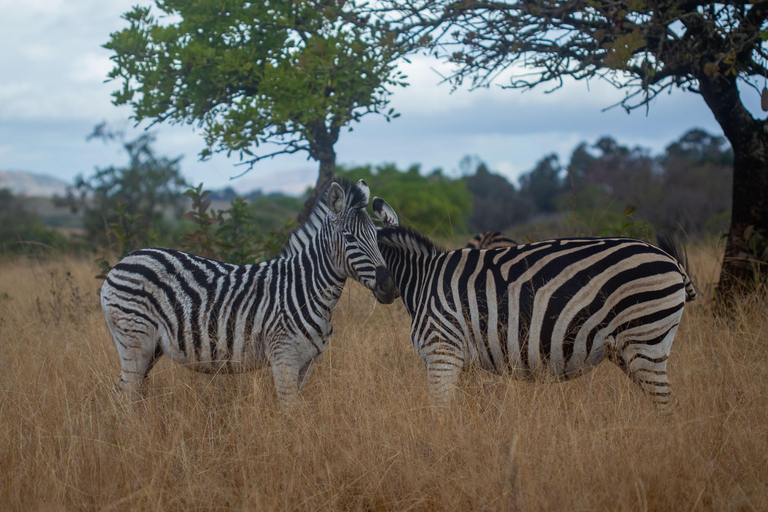 From Maputo: Eswatini Cultural and Nature Day Trip