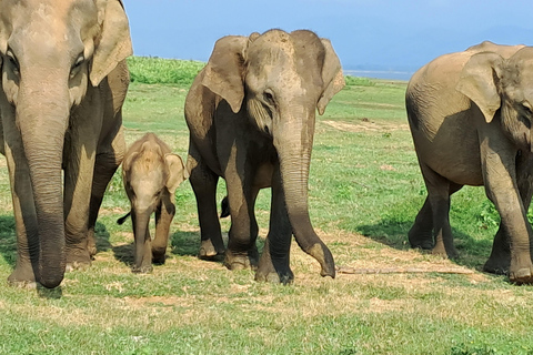 Minneriya National park safari with jeep & Entrance Ticket