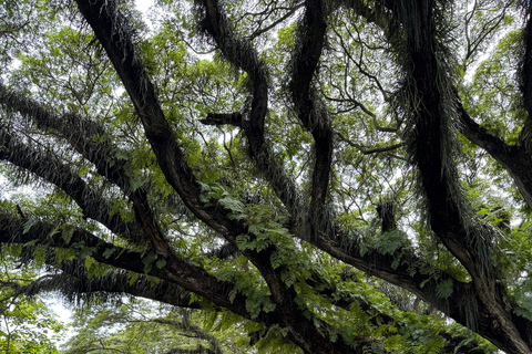 Banyuwangi: Djawatan Forest & Baluran National Park Tour