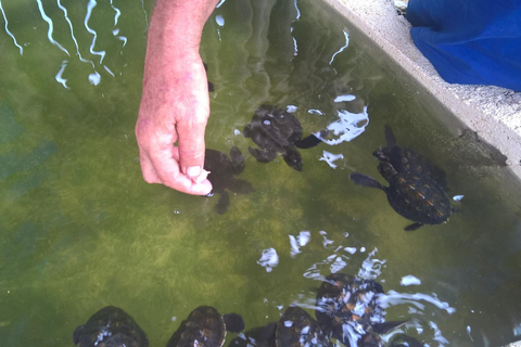 Port Vila: Blue Lagoon, Banana Bay, BBQ &amp; Turtles Day Tour