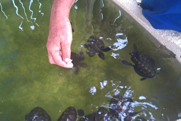 Port Vila: Blue Lagoon, Banana Bay, BBQ &amp; Turtles Day Tour