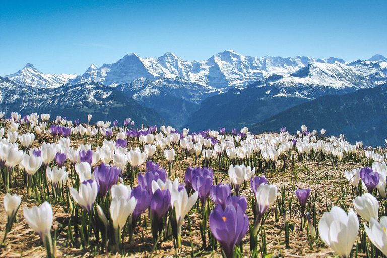 Zurich: Grindelwald, Lauterbrunnen & Interlaken Day Trip Private Tour – Entire Van for Your Group