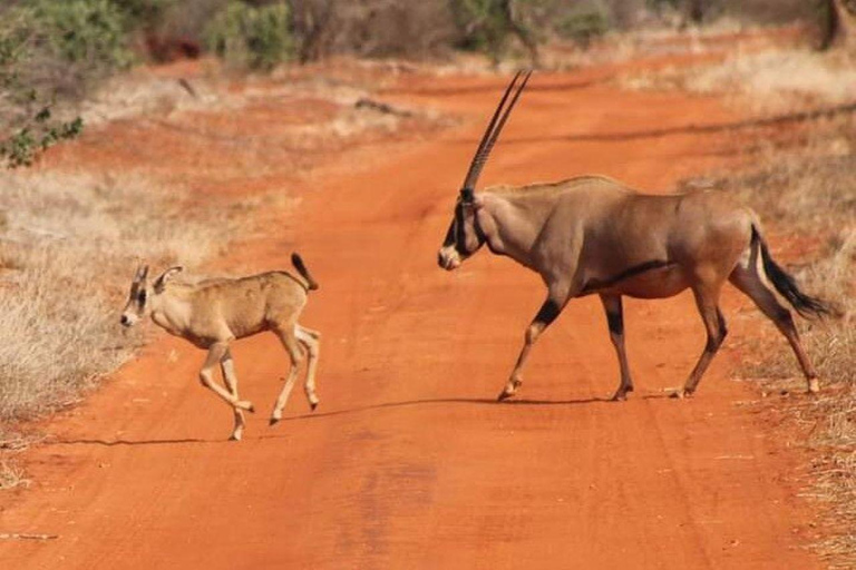 Mombasa/Diani: 2-Day Tsavo East Safari with Meals Private day tour to Tsavo East National Park - VAN