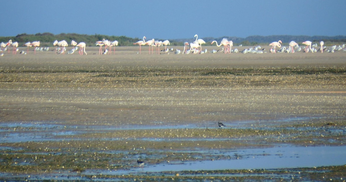 Faro: Exclusive Boat Tour to Desert Island with birdwatching - 2026 ...