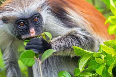 Jozani Forest & Turquoise Waters Turtle Swim at Salaam Cave TOUR WITHOUT HOTEL PICKUP AND DROP OFF