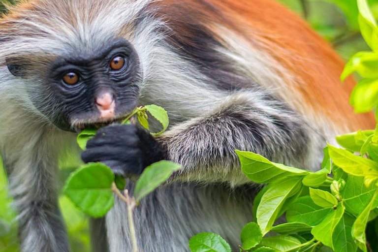 Jozani Forest & Turquoise Waters Turtle Swim at Salaam Cave TOUR WITHOUT HOTEL PICKUP AND DROP OFF