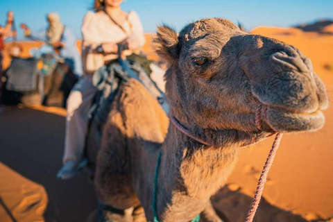 Avventura a dorso di cammello nel deserto peruviano