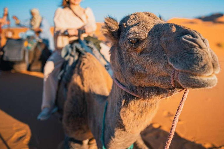 Camel Adventure in the Peruvian Desert