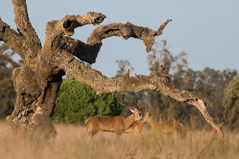 Doñana: 4x4 Trip and Exclusive Access to Coto del Rey Daily 4x4 visit to Doñana National Park