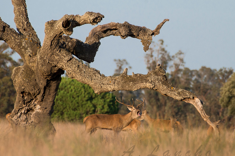 Doñana: 4x4 Trip and Exclusive Access to Coto del Rey Daily 4x4 visit to Doñana National Park
