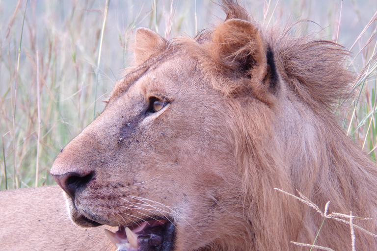 Kigali: 4-Day Gorilla, Wildlife, and Chimpanzee Trekking