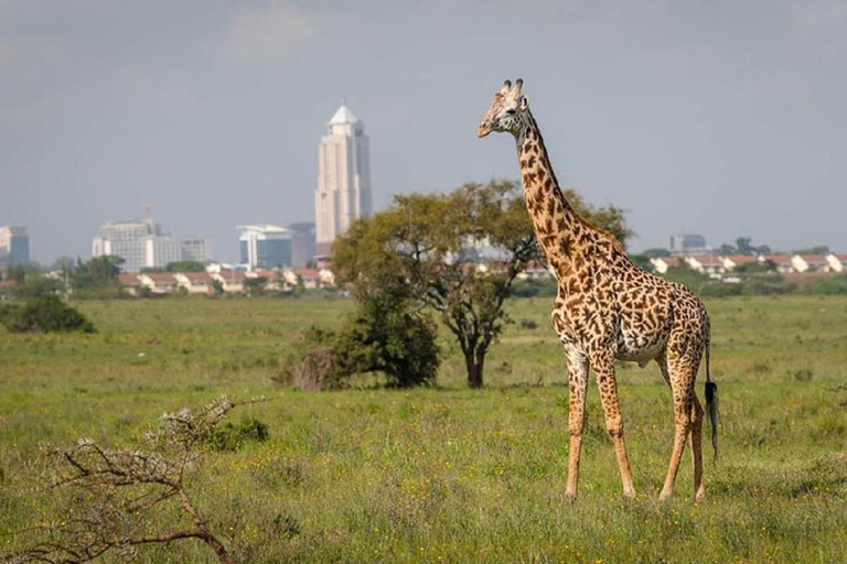 Nairobi national park, elephant orphanage giraffe center