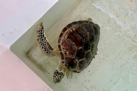 Hike or Boat Trip: Penang National Park & Garden Pick Penang National Park (Trek-In, Boat-Out) & Spice Garden