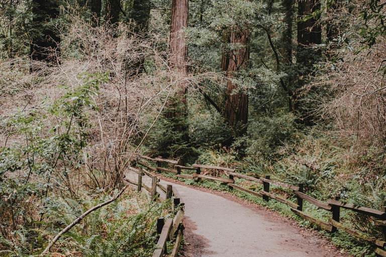 San Francisco: Muir Woods, Pacific Coast & Sausalito Tour