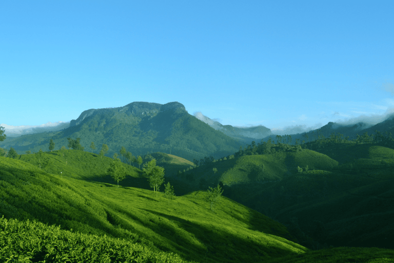 From Kochi: Munnar Private Day Trip with Tea Museum Visit
