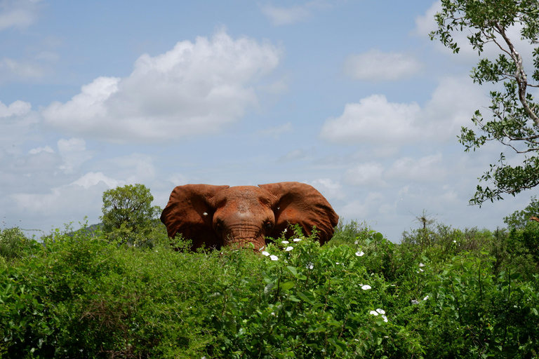 From Dar es Salaam: Mikumi and Ruaha National Parks 4-Day …