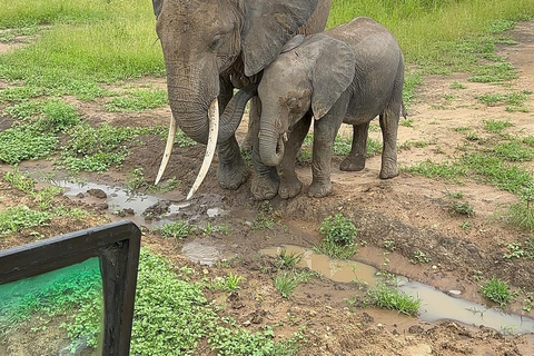 SAFARI WILDLIFE FROM ZANZIBAR TO MIKUMI 3 DAYS 2 NIGTHS