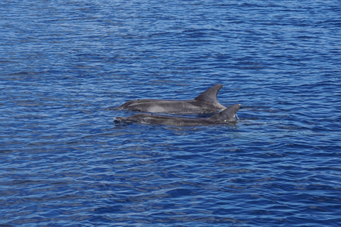 Sunset Dolphin Watching Tour on Hybrid Boat in Small Group
