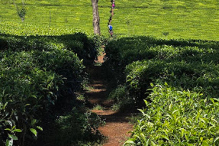 内罗毕：3日阿伯达雷国家公园经济型Safari内罗毕：3天阿伯达雷国家公园经济型Safari之旅