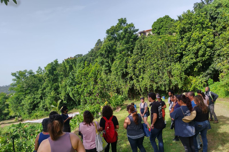 Moca, PR : Visite pied à pied de la ferme de cacao et dégustation de chocolatMoca PR : Visite de la Finca de Cacao et dégustation de chocolat