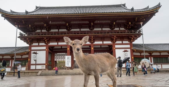 Von Kyoto: Tagestour nach Nara, Osaka und Kobe – 3 Städte an einem Tag