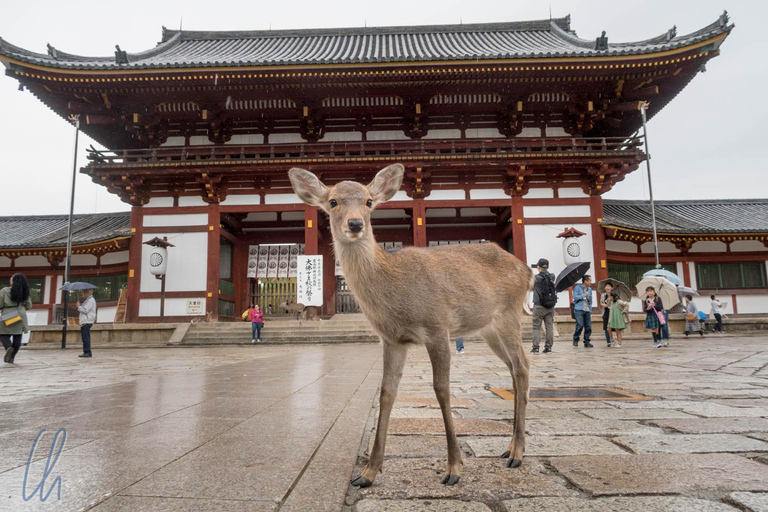 Entdecke Nara, Kiyozumi-dera &amp; Fushimi Inari von Osaka aus