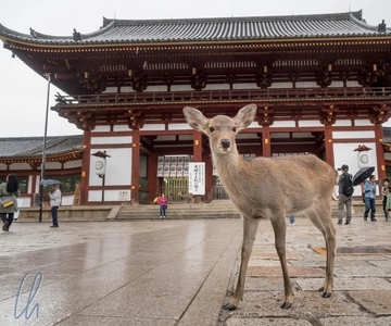 Da Kyoto: escursione a Fushimi Inari, al Parco di Nara e a Osaka
