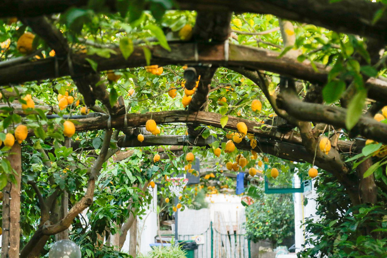 Guided Walking Tour of Sorrento & Street Food Experience Morning Tour in English