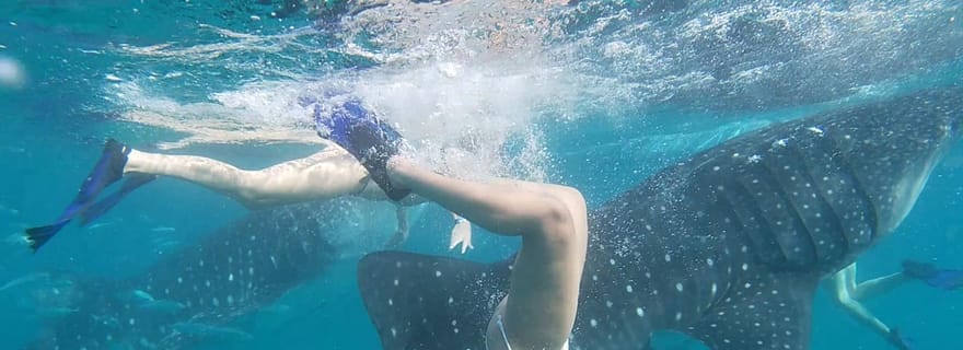 Cebu : Observation des requins-baleines et canyonning Kawasan visite privée