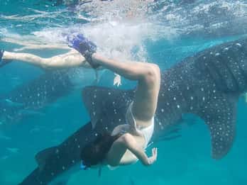 Cebu:WhaleShark Watching & Kawasan Canyoneering Private Tour