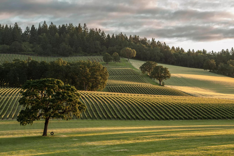 Tour de vinhos em Willamette Valley: Uma viagem para os sentidos