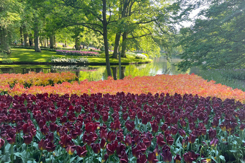 Keukenhof Special: Private Tulip & Insta Photo Experience Private Keukenhof and Tulip Fields Tour