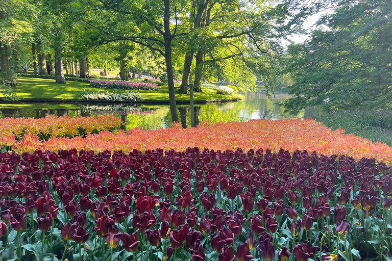 Keukenhof Special: Private Tulip & Insta Photo Experience Private Keukenhof and Tulip Fields Tour