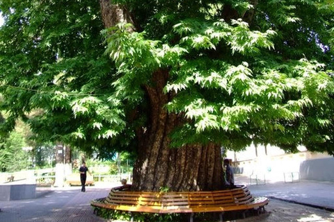 From Baku: Zaqatala Overnight City Tour & Hotel From Baku: Zaqatala Overnight City Tour & Hotel