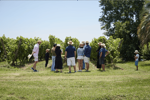 皮佐尔诺：品尝 + 午餐