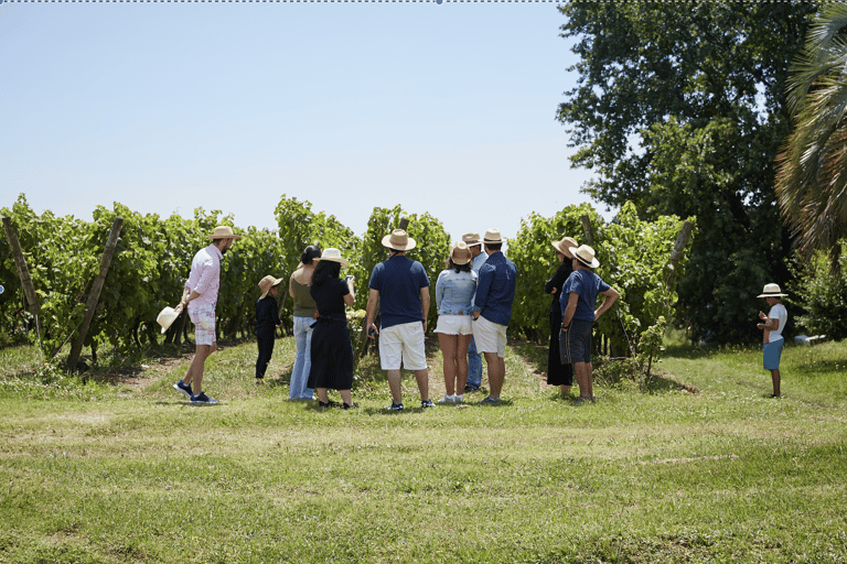 皮佐尔诺：品尝 + 午餐