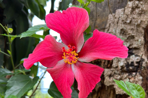 Chiang Mai: 3Days 2Night Trek in Doi Inthanon Area