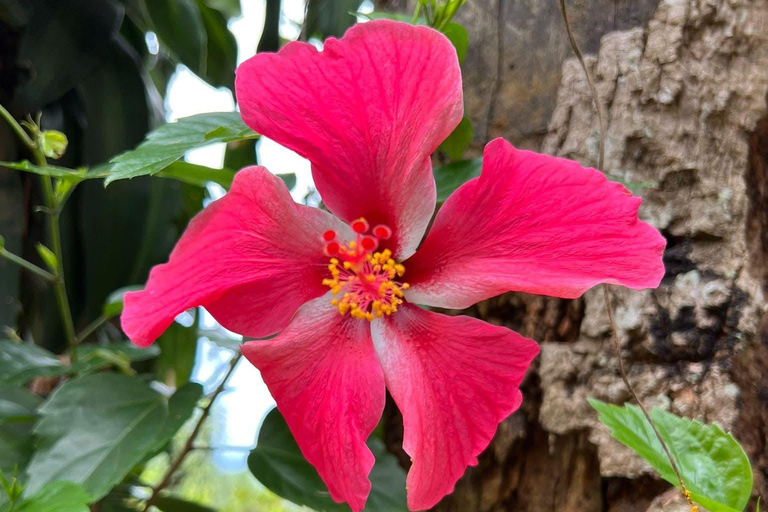 Chiang Mai: 3Days 2Night Trek in Doi Inthanon Area