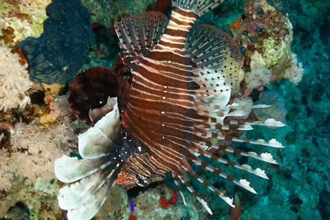 Sharm El Sheikh: Tiran Island Boat Trip w Snorkeling & Lunch