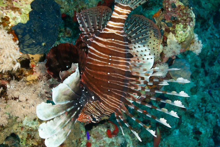 Sharm El Sheikh: Tiran Island Boat Trip w Snorkeling & Lunch