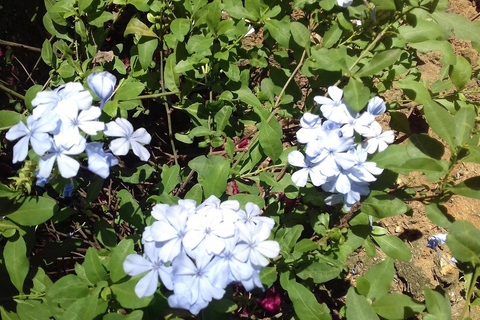 Lushoto: Soni Falls and Usambara Mountains Day Trip