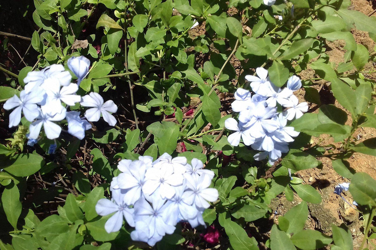 Lushoto: Soni Falls and Usambara Mountains Day Trip