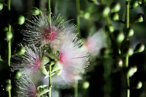 Ishigaki: A phantom flower withers overnight "Sagari-bana"