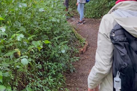 Kilimanjaro dagwandeling